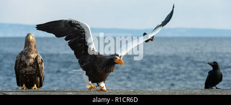 Adult Steller`s sea eagle spread its wings. Steller's sea eagle landed. Scientific name: Haliaeetus pelagicus.  Blue sky and ocean background. Stock Photo